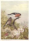 Cock and Hen Bullfinches by Archibald Thorburn